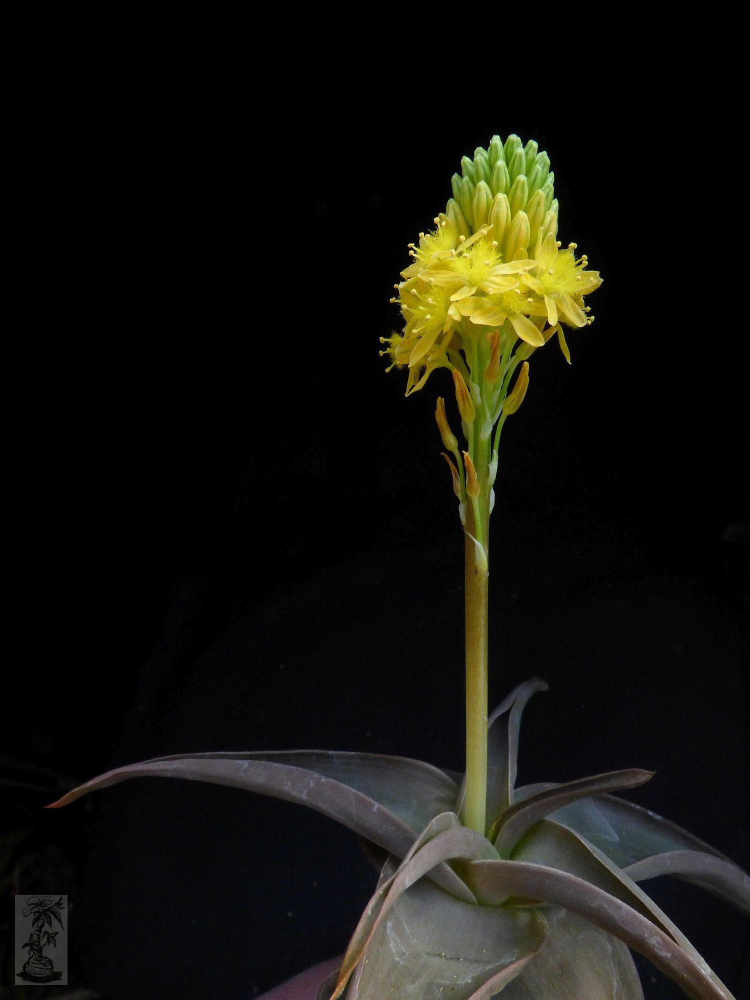 Bulbine natalensis