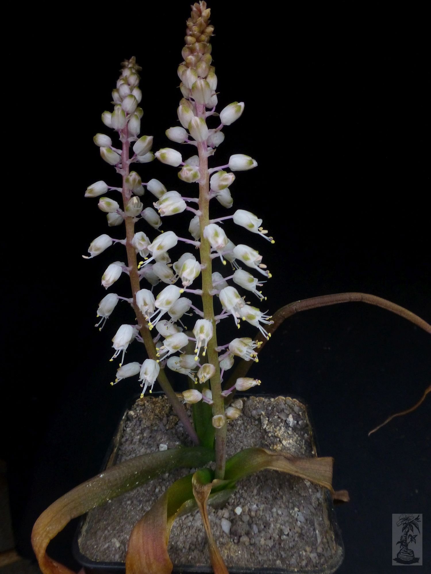 Lachenalia mathewsii