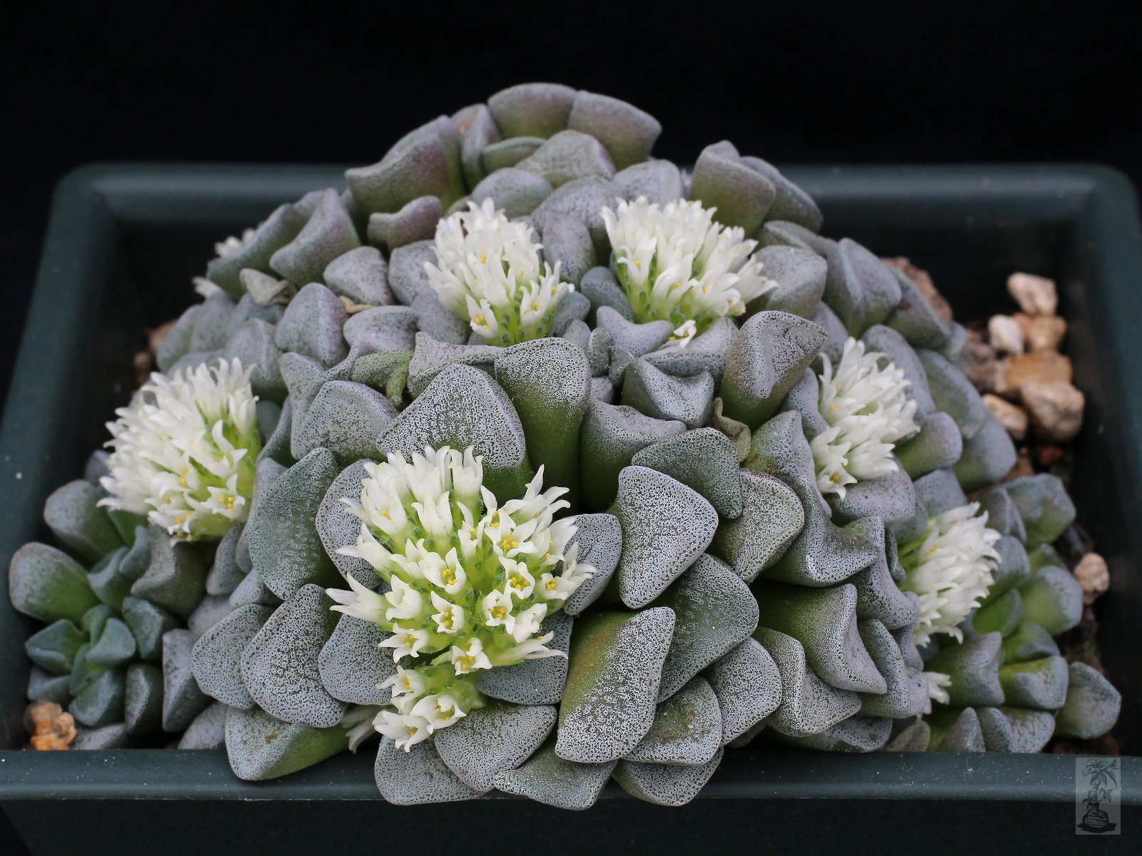 Crassula mesembryanthemopsis 2