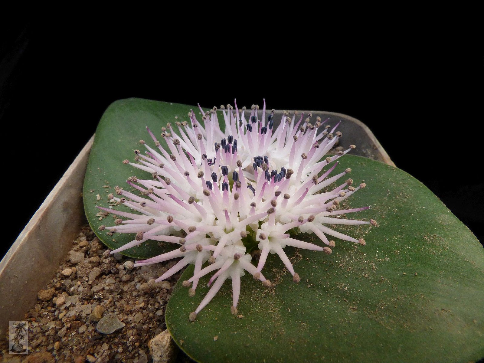 Massonia echinata