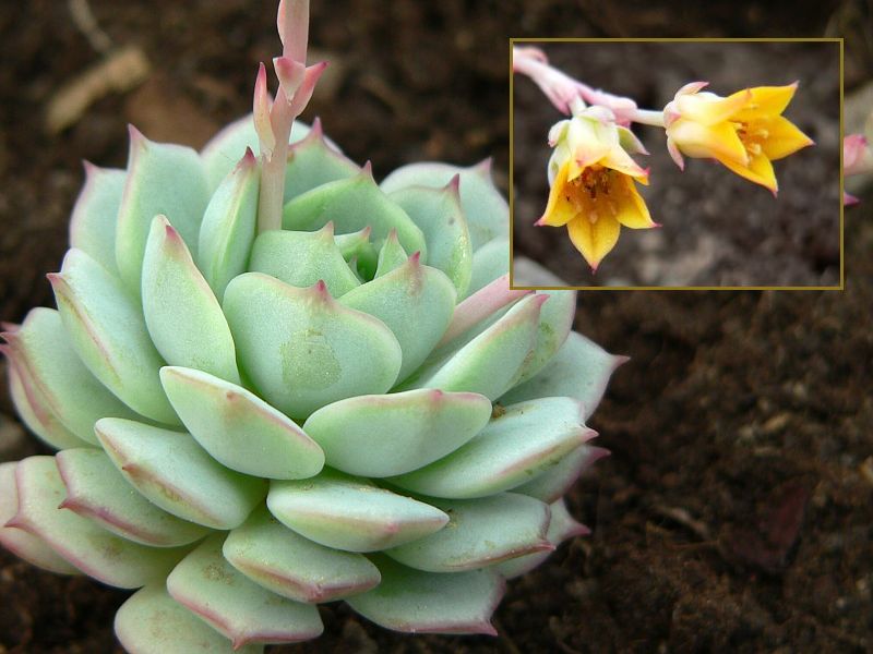 Echeveria derenbergii 