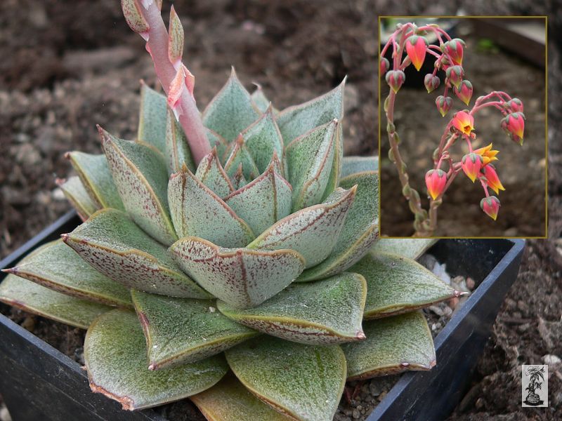 Echeveria purpusorum