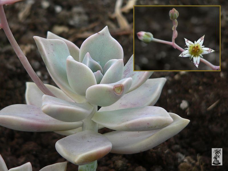 Graptopetalum paraguayense