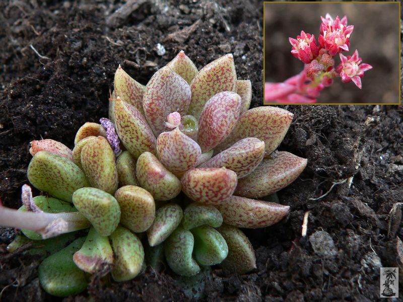 Sinocrassula densirosulata