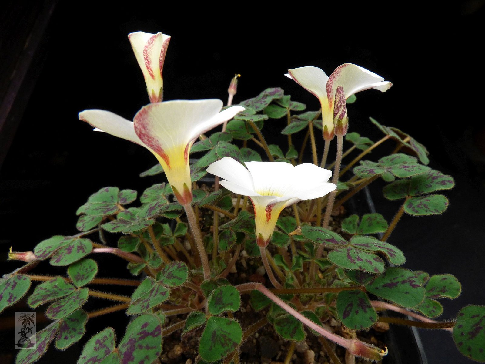 Oxalis ambigua