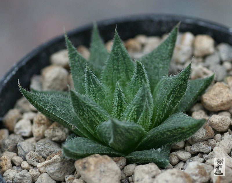 Haworthia pubescens, Sandberg