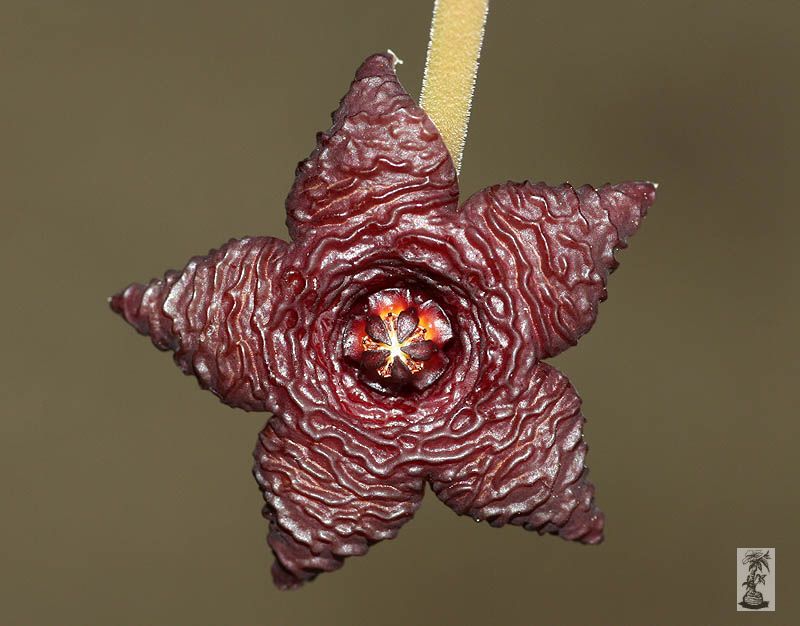 Stapelia similis