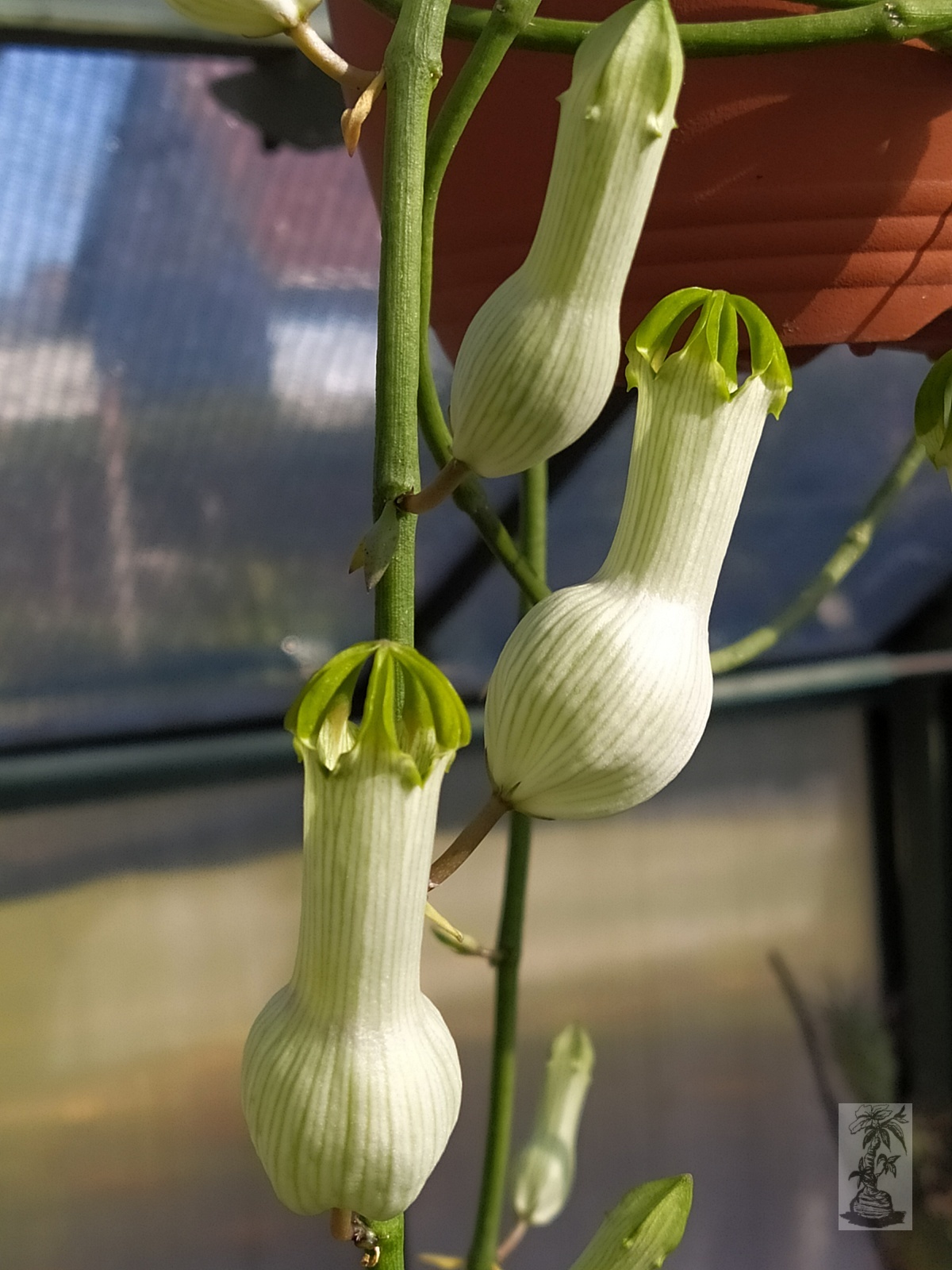 Ceropegia  ampliata