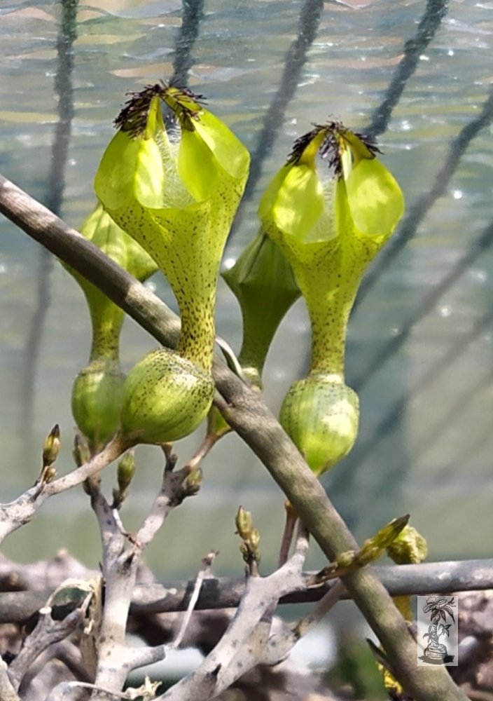 Ceropegia petignatii 