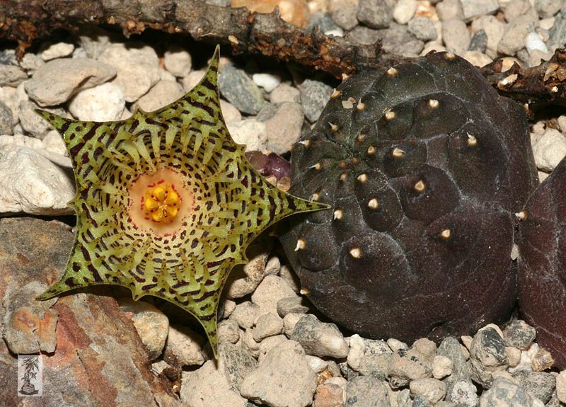 Huernia kennedyana