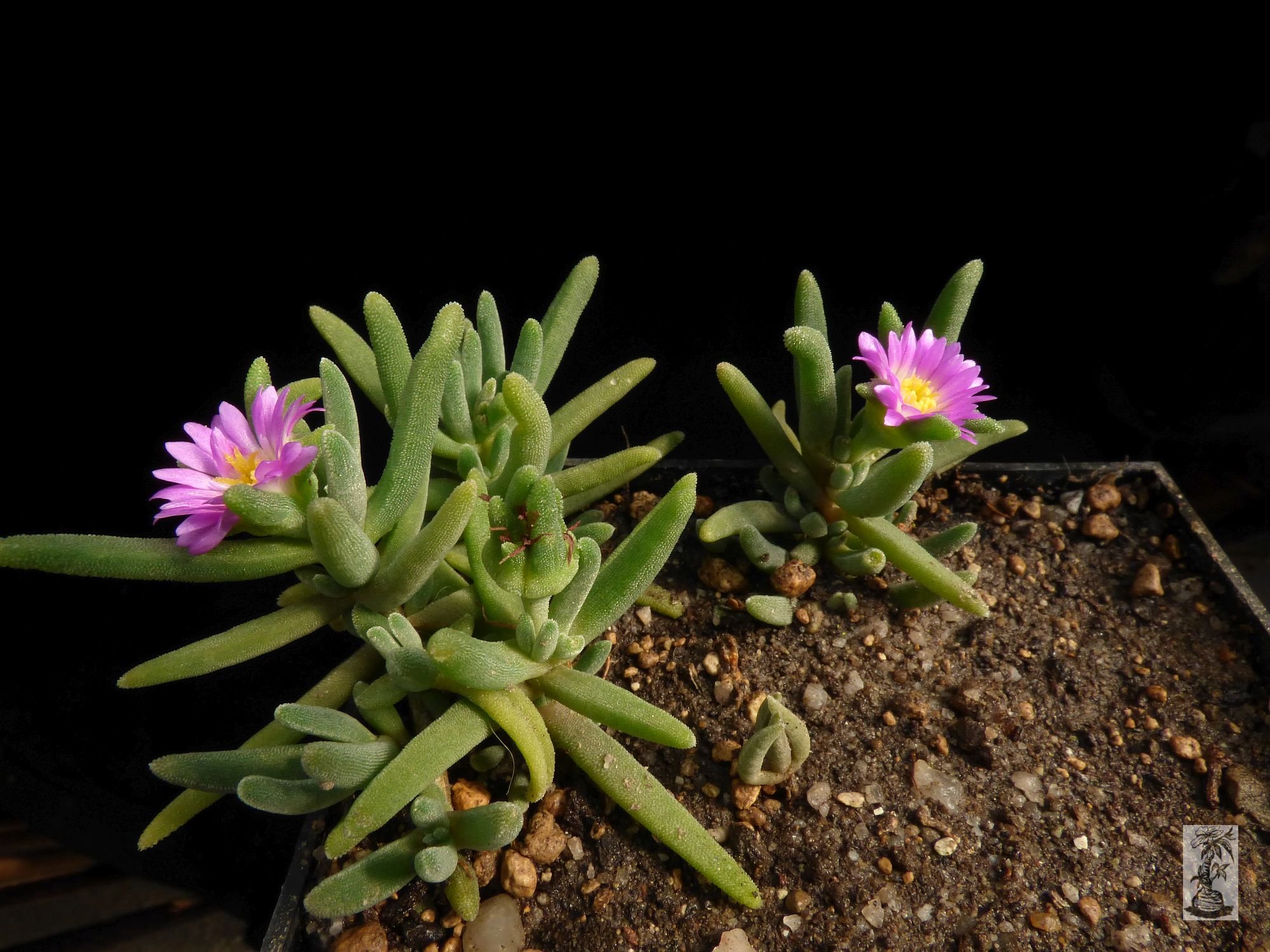 Delosperma sawdahensis