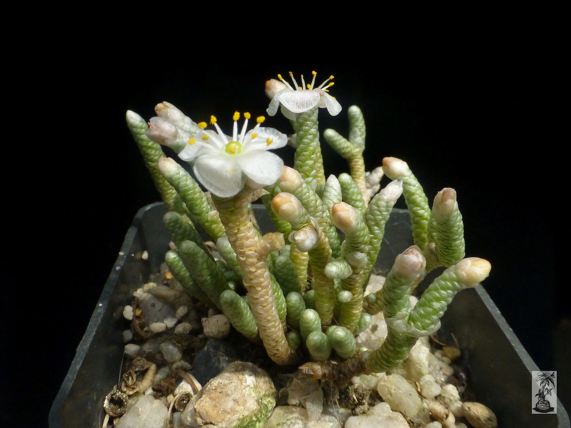 Anacampseros quinarioides