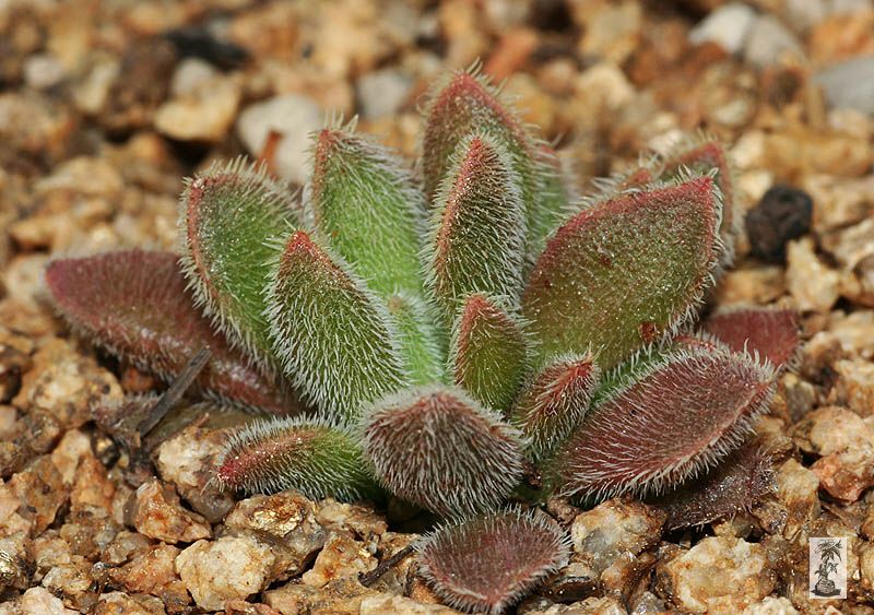 Crassula ausensis ssp. giessii, PVB4171, Rooiberg