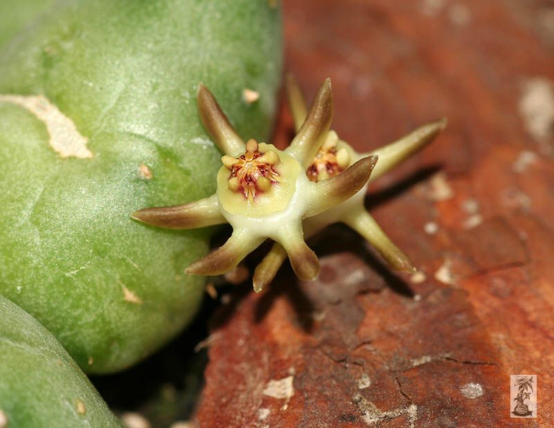 Duvalia parviflora, PVB9032, Vanwyksdorp