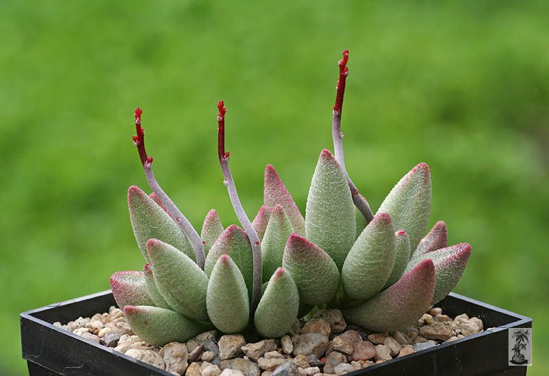 Adromischus marianiae f.alveolatus, Gladdekop, Grootklip