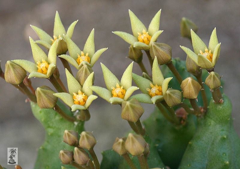 Piaranthus parvulus, IB07516, Rondekop, 5km S of Laingsburg