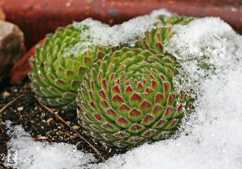 Sempervivum ciliosum (fv)