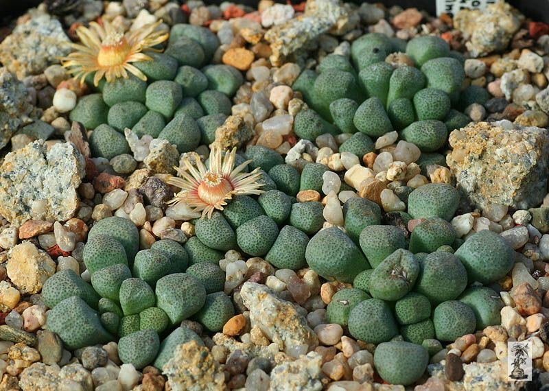 Aloinopsis schooneesii, DT4869, Springbokvlakte