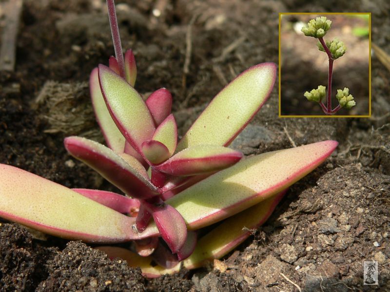 Crassula subacaulis