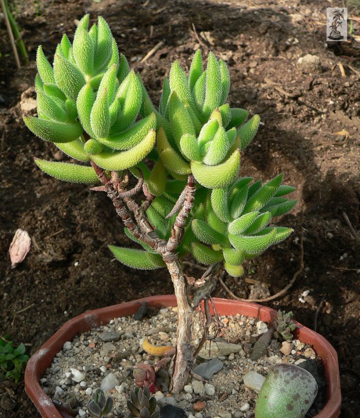 Crassula mesembryanthoides