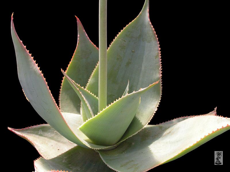 Aloe imalotensis