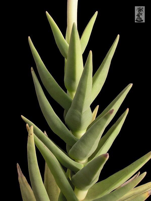 Crassula perfoliata v.perfoliata