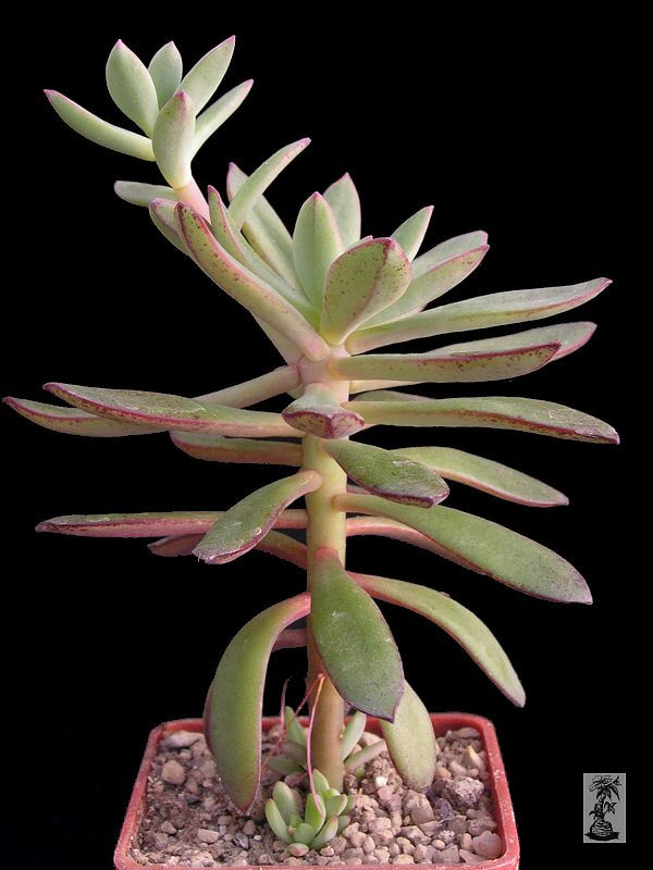 Echeveria ballsii,  Mosquera, Colombia