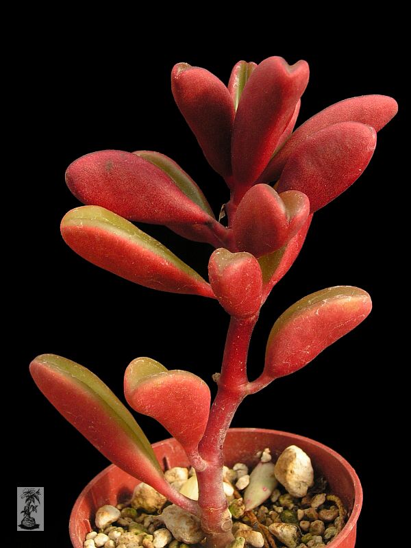 Peperomia graveolens