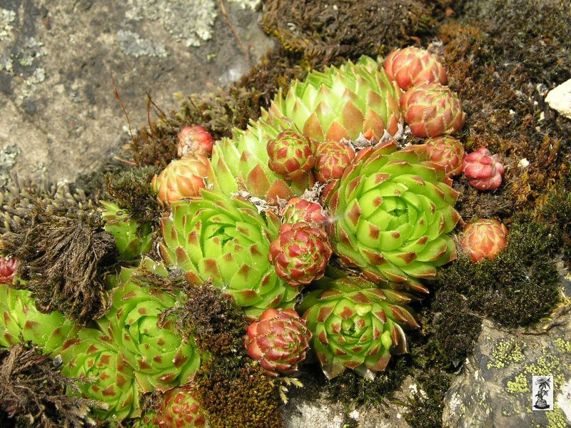 Jovibarba globifera, ČR, Andělská hora