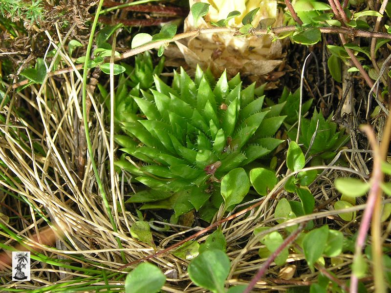 Jovibarba preissiana, SK, Hromové, Malá Fatra