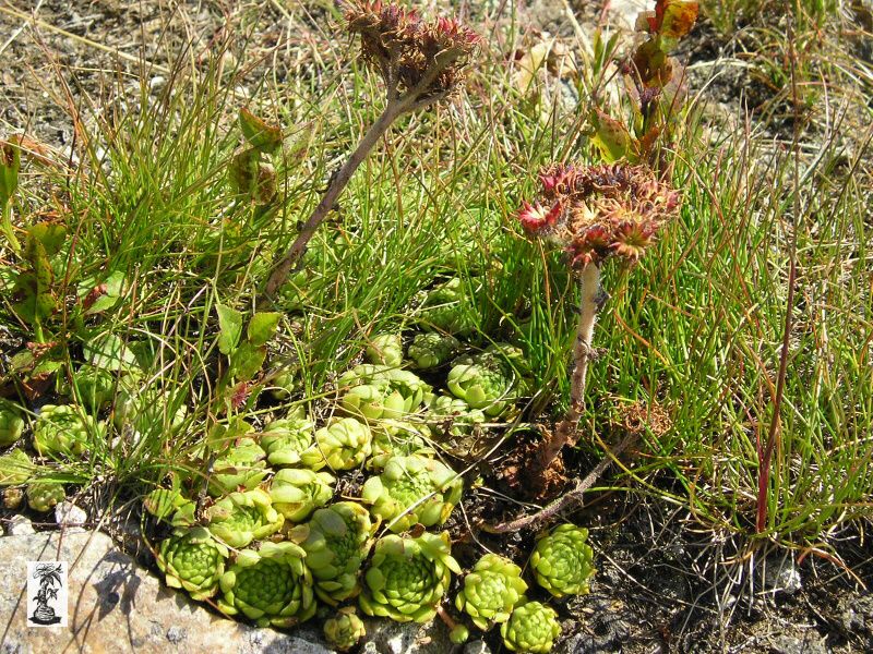 Semp. montanum ssp. carpathicum, SK, Rovienky, Nízké Tatry 