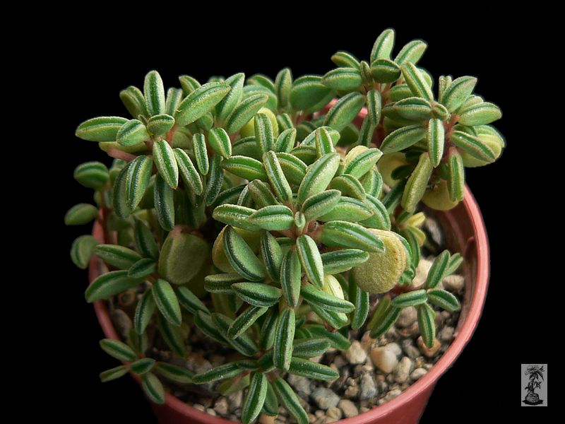 Peperomia nivalis