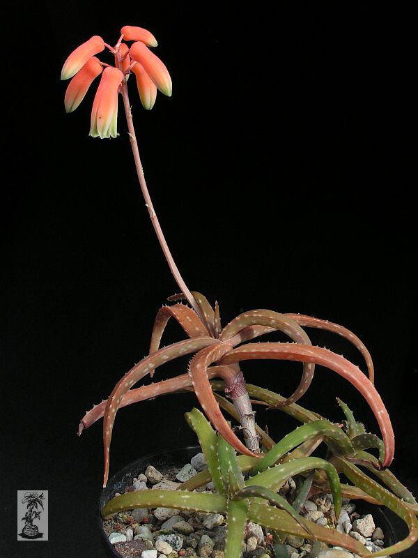 Aloe ankoberensis