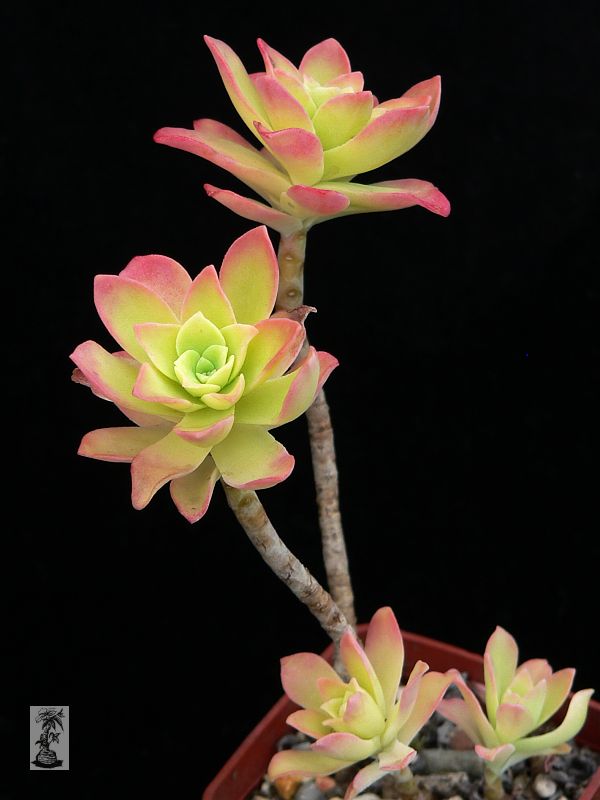 Sedum palmeri