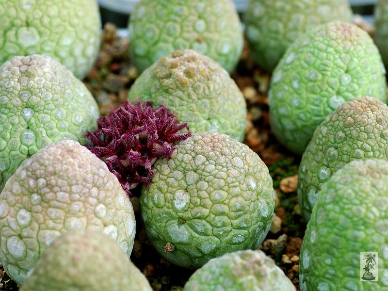 Pseudolithos eylensis 1