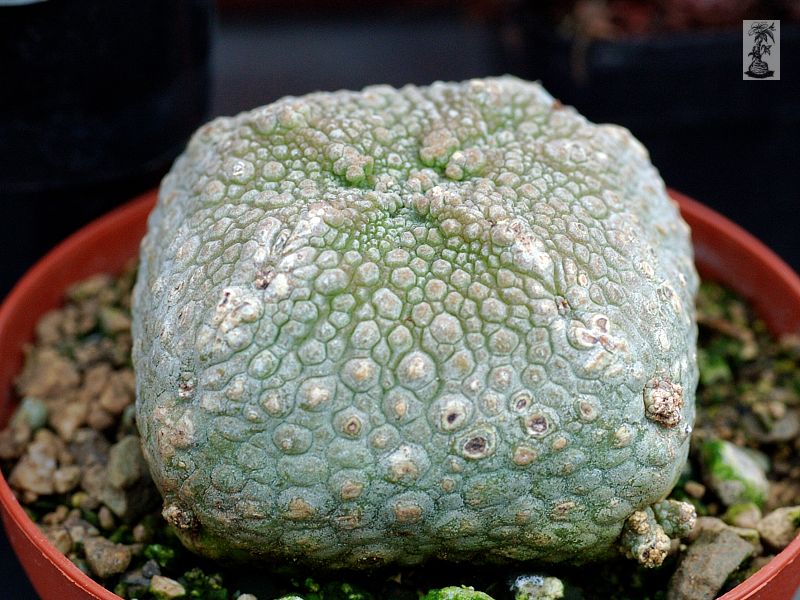 Pseudolithos harardheranus 1