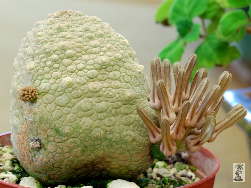 Pseudolithos cubiforme před květem