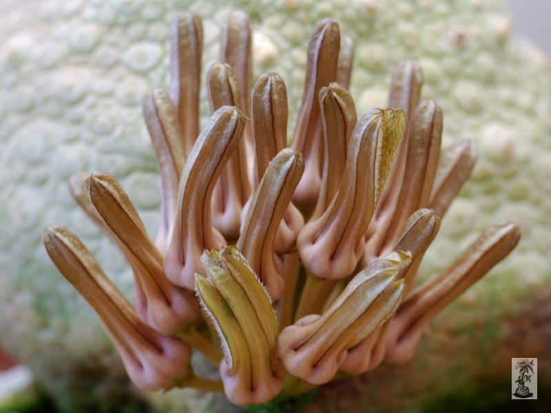 Pseudolithos cubiforme poupata