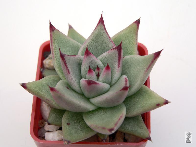 Echeveria agavoides, Salitrera, SLP, Mex.