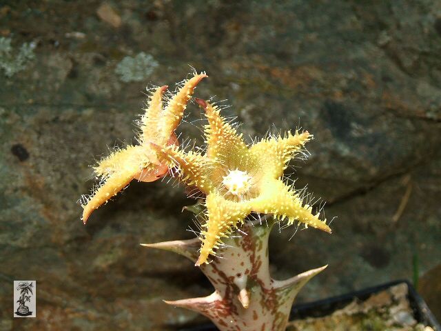 Orbea dummeri (syn. Caralluma dummeri)