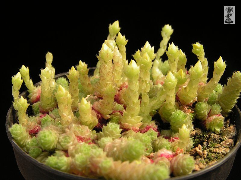 Sedum humifusum