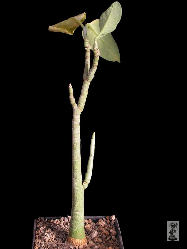Adenia pechuellii 