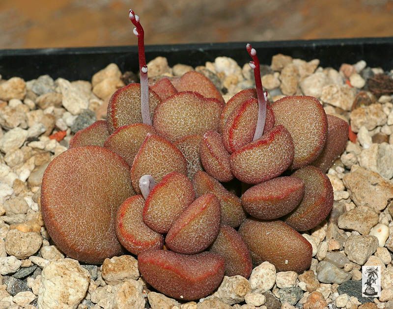 Adromischus marianiae, Dabidas