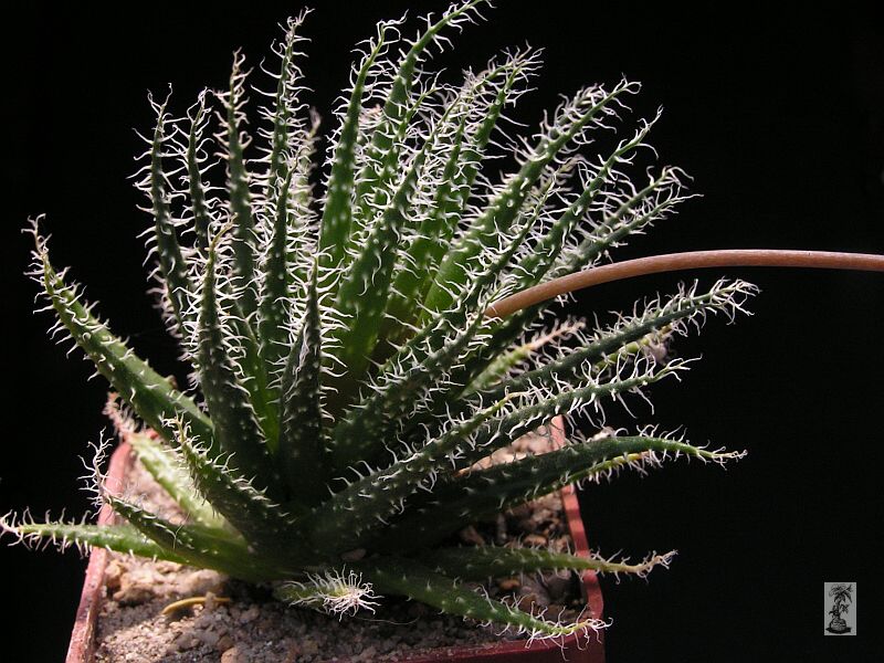 Aloe haworthioides v.aurantiaca