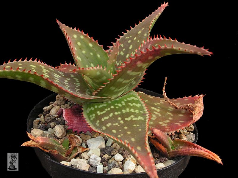 Aloe macrocarpa