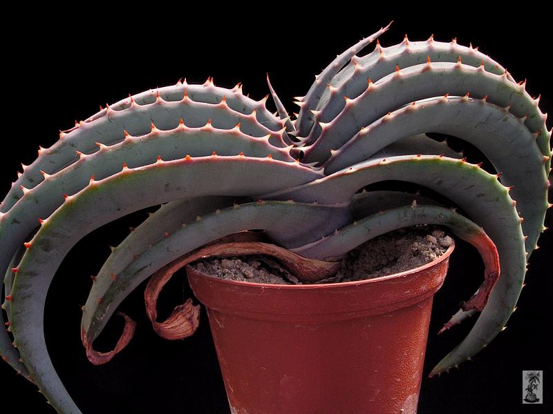 Aloe suprafoliata