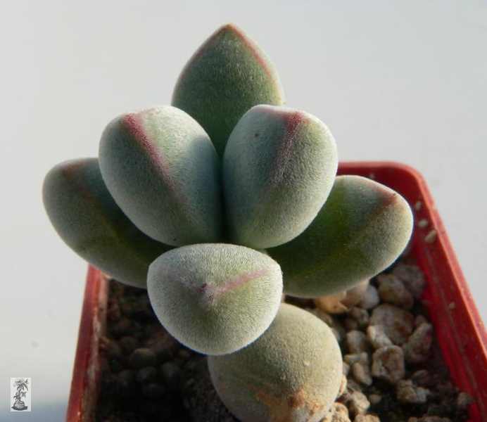 Crassula sericea, Lorelei, Nam., SB1510