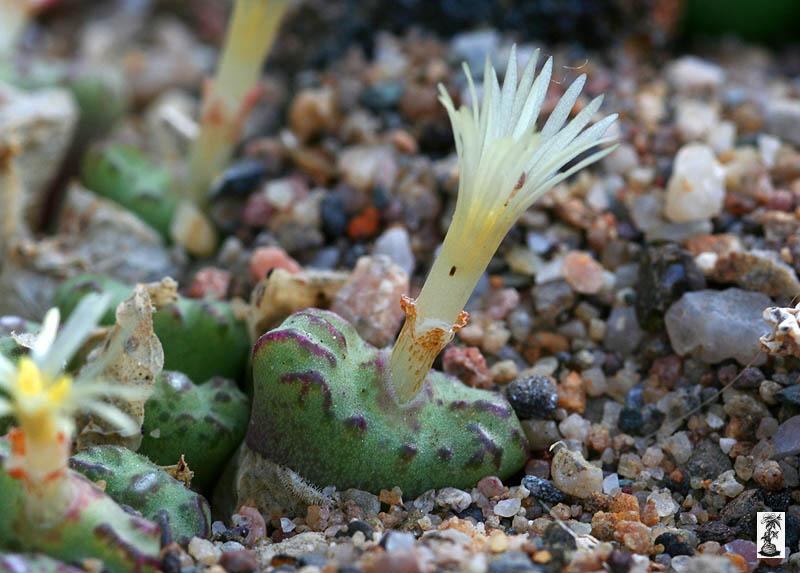 Conophytum obcordellum ssp. rolfii, CR 1004, 6km s of Elands