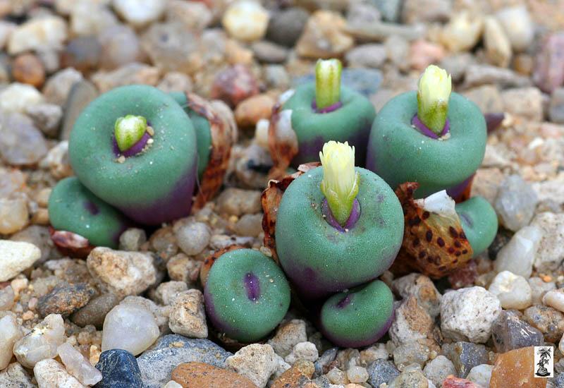 Conophytum pageae,PV 1380, sw of Garies, Klipbok