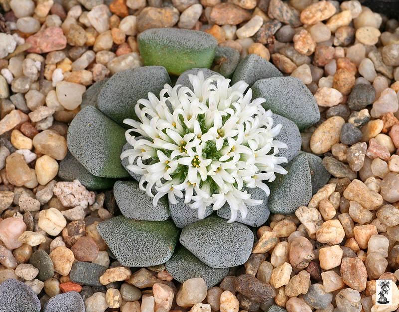 Crassula mesembryanthemopsis 1